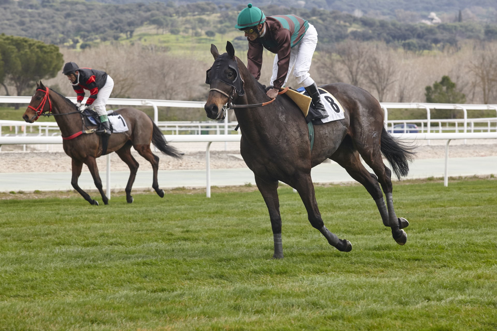 Racehorses and jockeys racing on a grass field