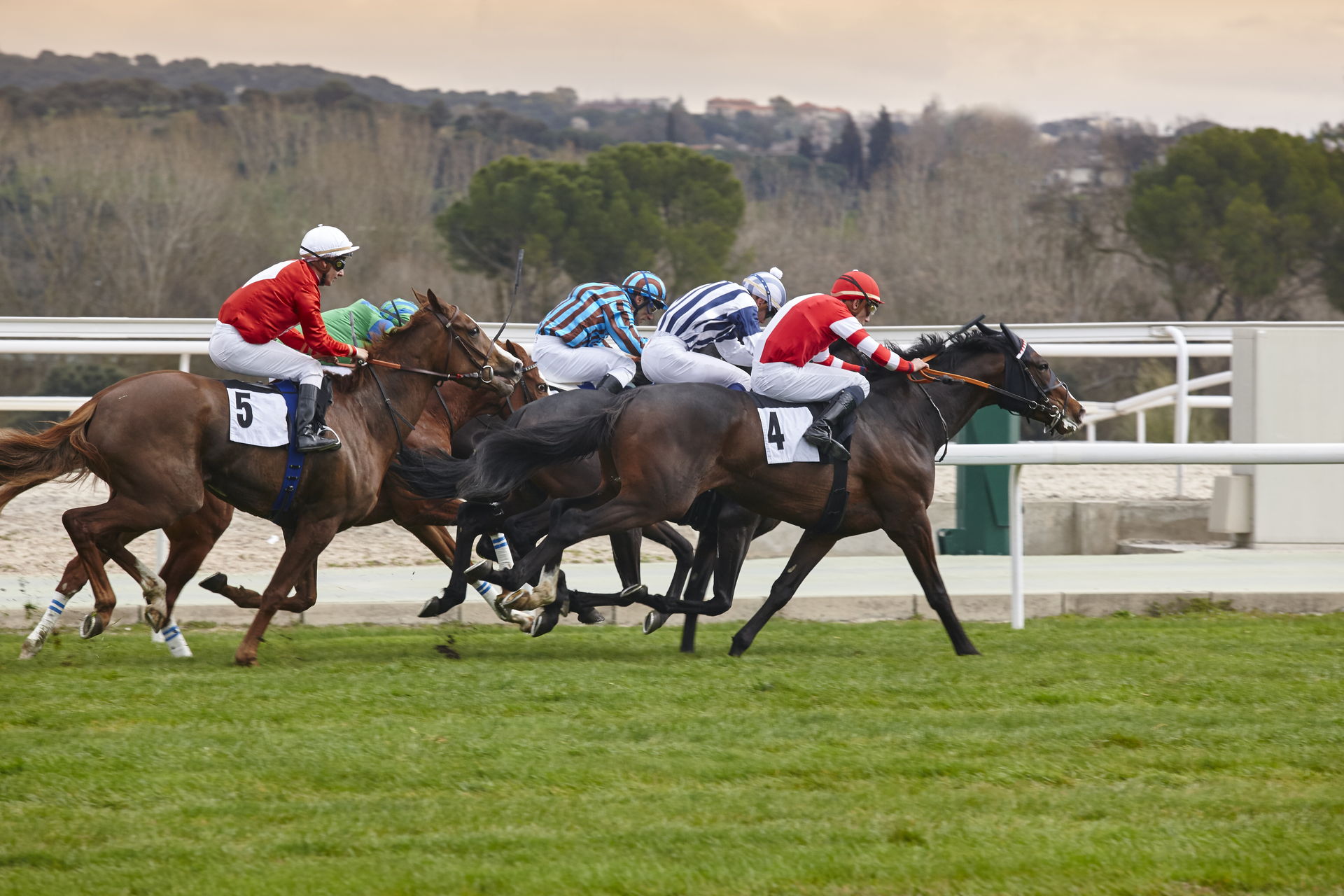 A field of jockeys and racehorses competing across open grass