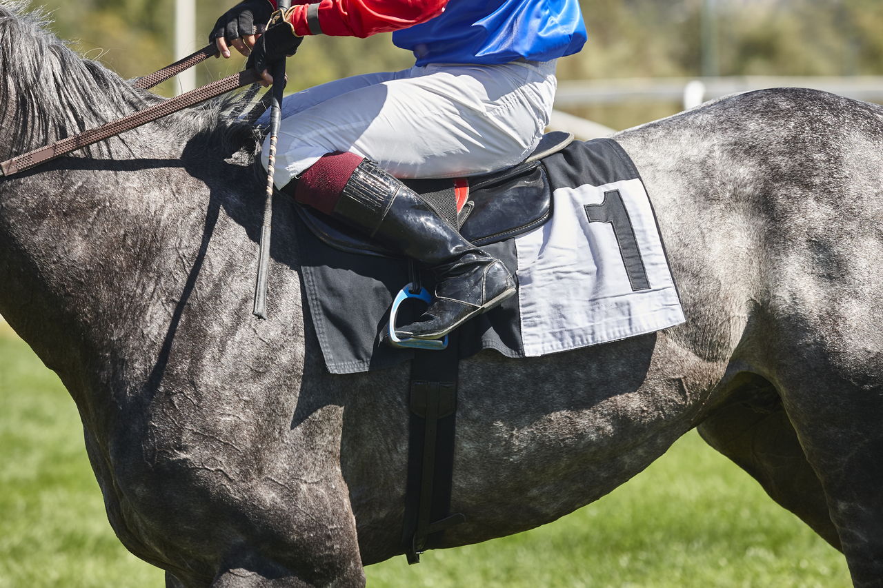 A grey racehorse and jockey preparing for a race