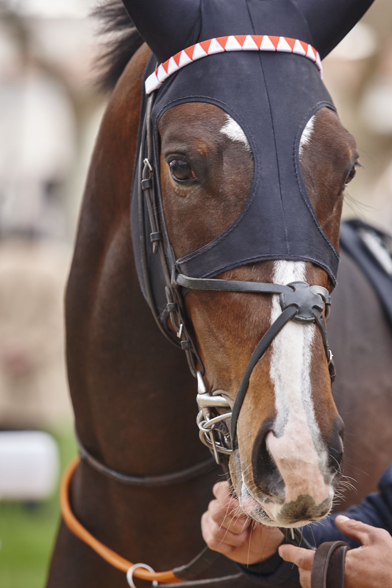 Close portrait of a racehorse in the paddock before running
