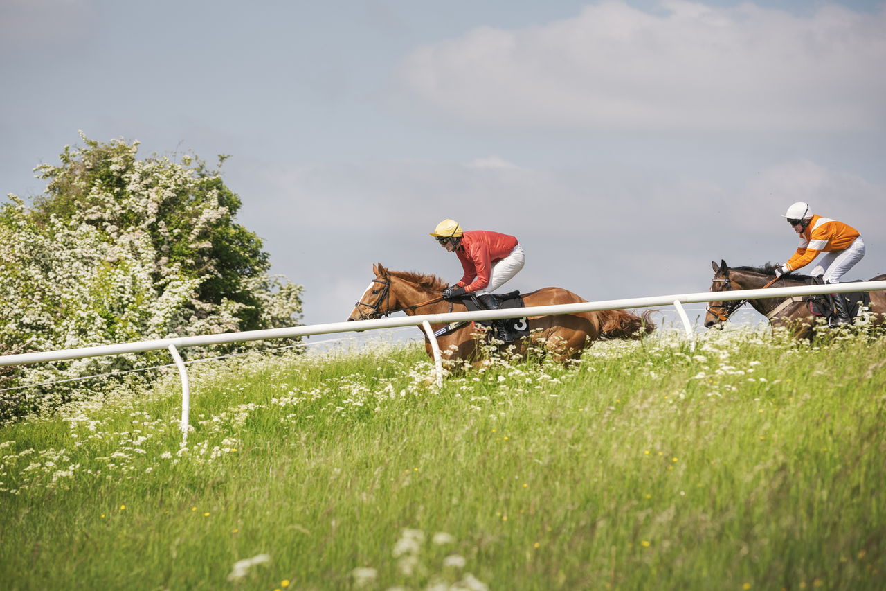 Two racehorses galloping across a sunlit green meadow