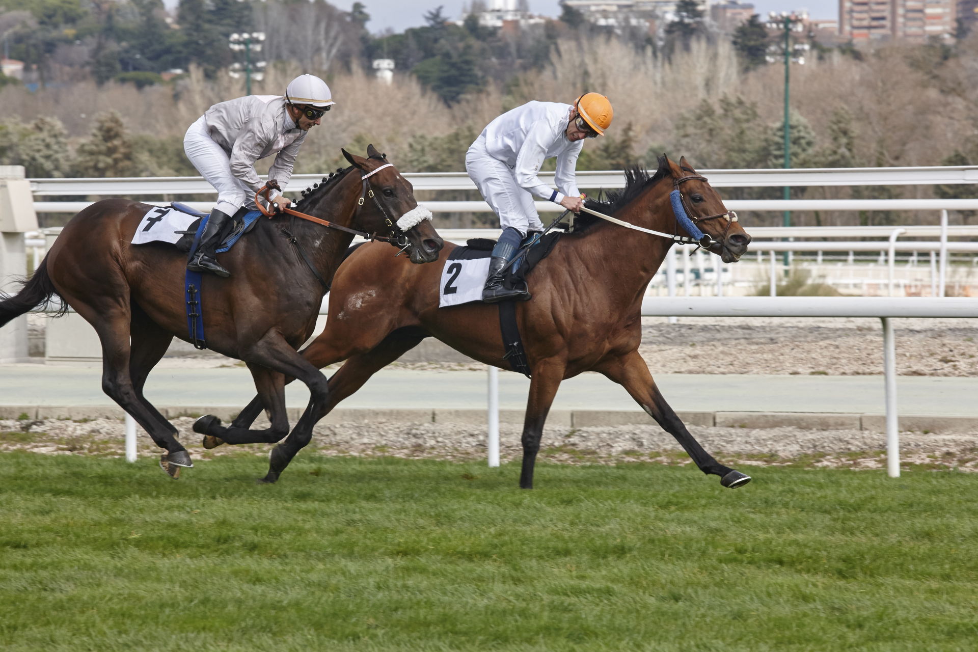 Two racehorses and jockeys galloping down the home straight at a racecourse